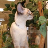 SPCA cat checkingout tree